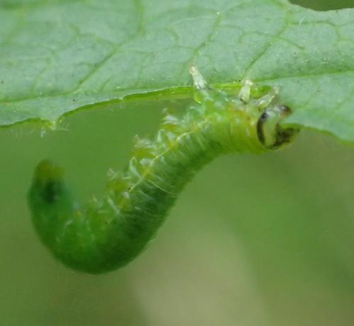 Réf. 183 875 : Pristiphora appendiculata